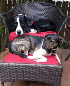 About us 2 Our pet members, Ranger and Azaylea